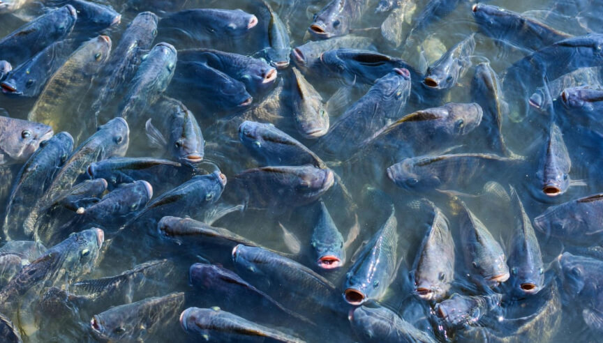 Recirculating Aquaculture Systems (RAS)
